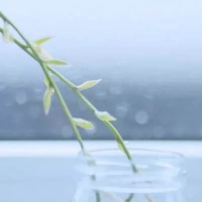 平安学园物语破解版下载